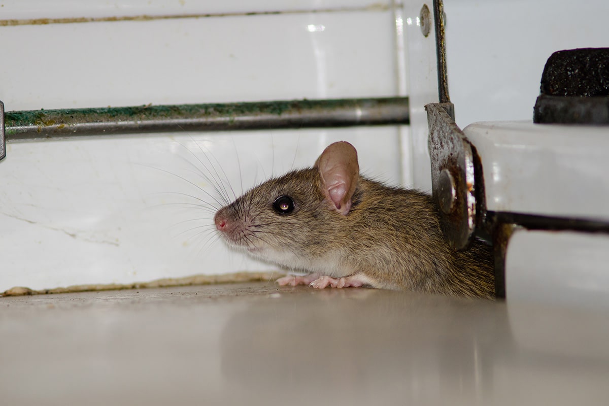 mouse hiding in household item