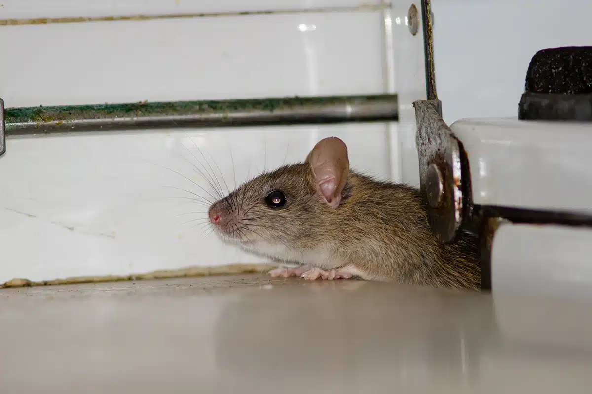 mouse hiding in household item